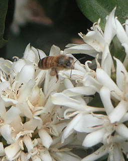 Flor de Café